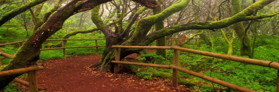 La Gomera Parco Nazionale di Garajonay