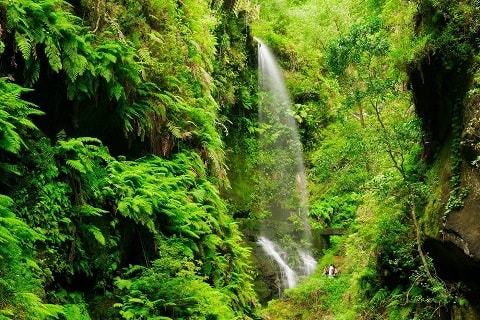 La Palma Bosco los Tilos